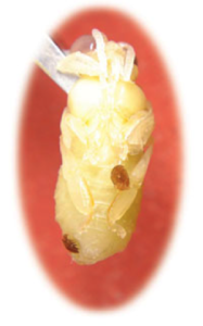 VARROA