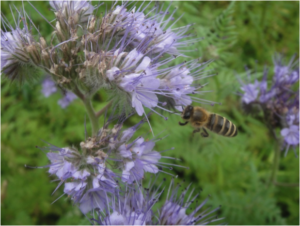 biodiversiteten