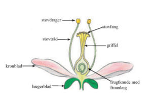 Grafik_blomstens-bygning-1