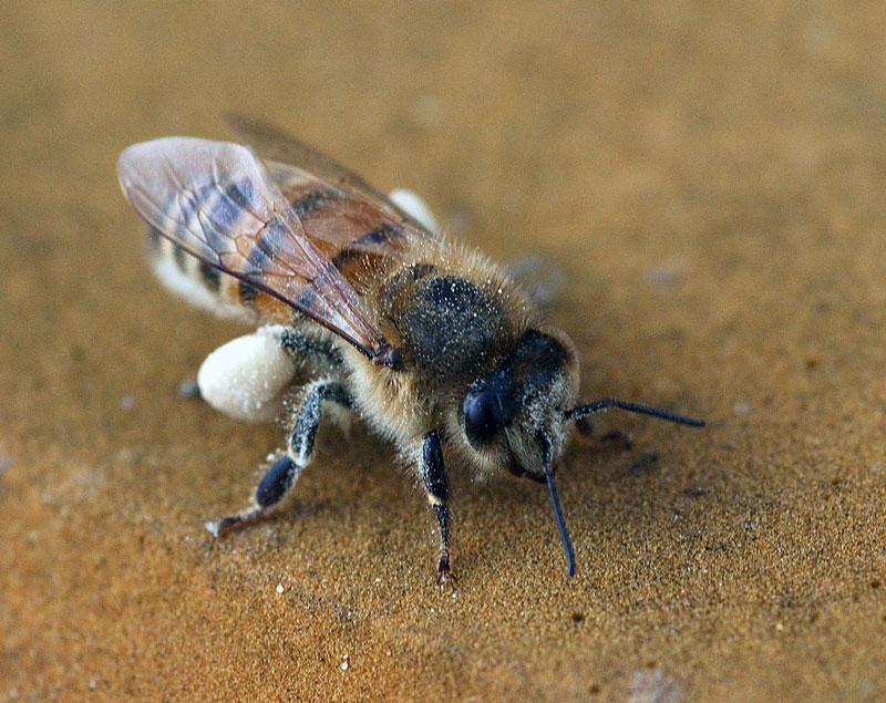 Arbejderbi med pollen