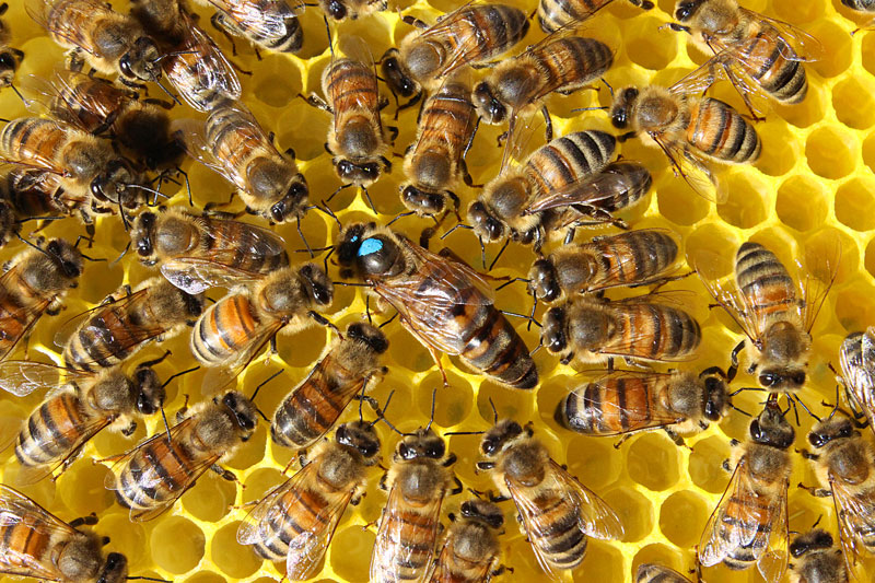 statisk specificere på vegne af Hvad er en bi? | Biavl.dk