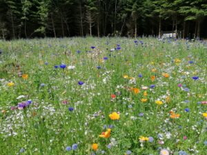 ET BLOMSTRENDE LANDSKAB |