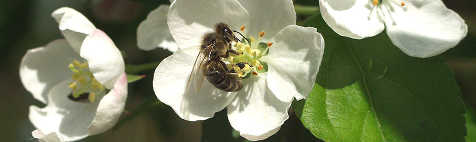Bi i æbleblomst